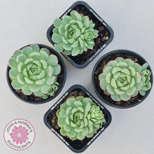 Load image into Gallery viewer, Echeveria &#39;Heart Beat&#39; - John &amp; Norma&#39;s Succulents Australia
