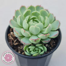 Load image into Gallery viewer, Echeveria &#39;Heart Beat&#39; - John &amp; Norma&#39;s Succulents Australia
