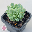 Echeveria 'Heart Beat'