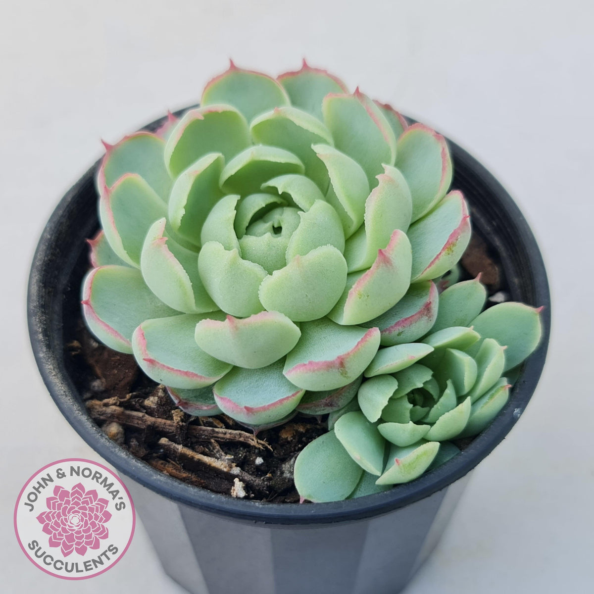 Echeveria 'Heart Beat'