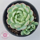 Echeveria 'Heart Beat'