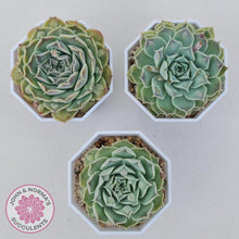 Load image into Gallery viewer, Echeveria Hearts Choice - John &amp; Norma&#39;s Succulents Australia
