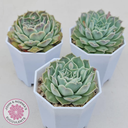 Echeveria Hearts Choice - John & Norma's Succulents Australia