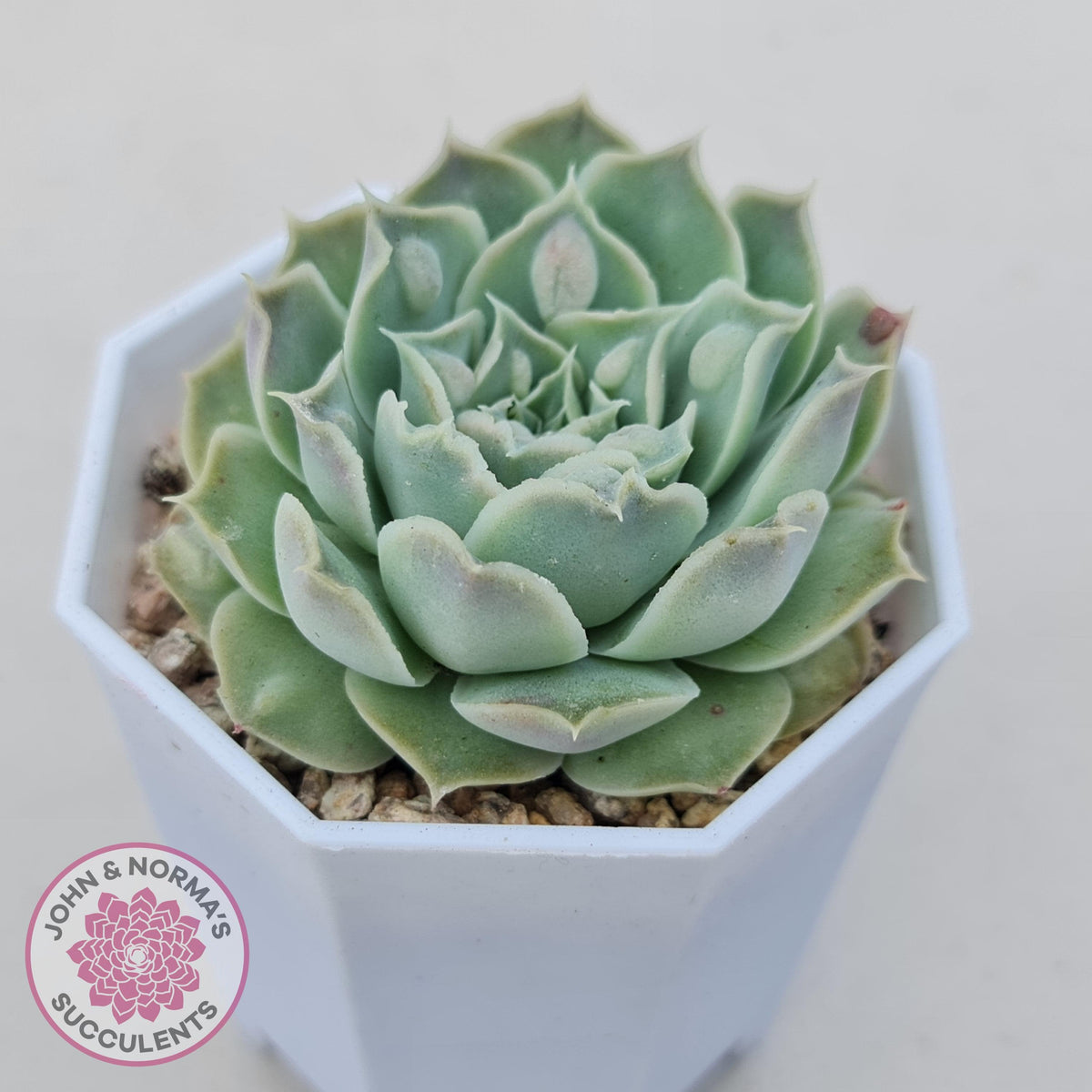 Echeveria Hearts Choice