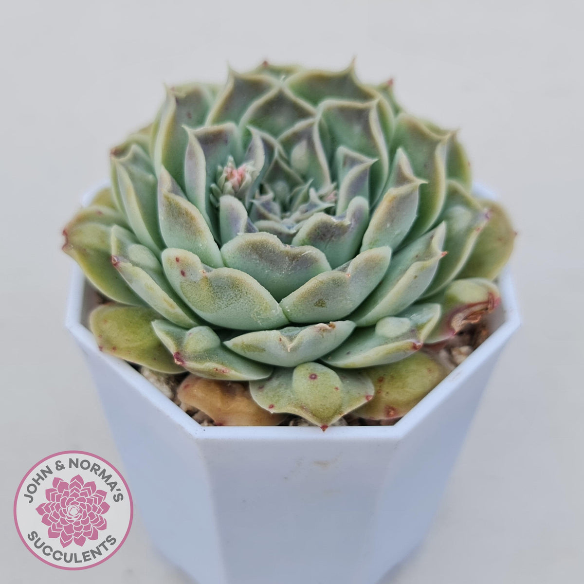 Echeveria Hearts Choice