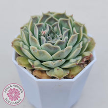 Load image into Gallery viewer, Echeveria Hearts Choice - John &amp; Norma&#39;s Succulents Australia
