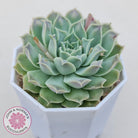 Echeveria Hearts Choice