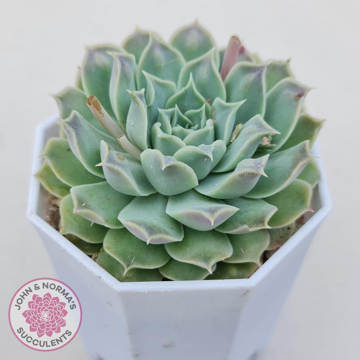 Echeveria Hearts Choice