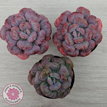 Load image into Gallery viewer, Echeveria 'Heart's Delight'

