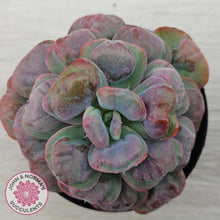 Load image into Gallery viewer, Echeveria 'Heart's Delight'
