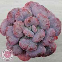 Load image into Gallery viewer, Echeveria 'Heart's Delight'
