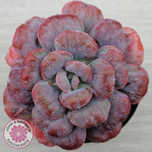 Load image into Gallery viewer, Echeveria 'Heart's Delight'
