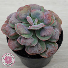 Load image into Gallery viewer, Echeveria 'Heart's Delight'
