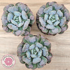 Echeveria 'Heart's Delight' (Same Plants)