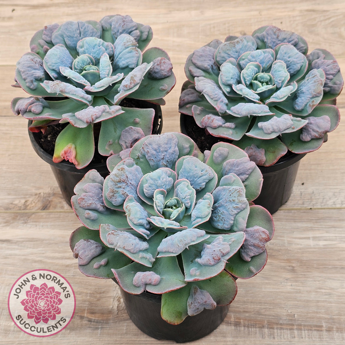 Echeveria 'Heart's Delight' (Same Plants)