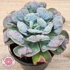 Echeveria 'Heart's Delight' (Same Plants)