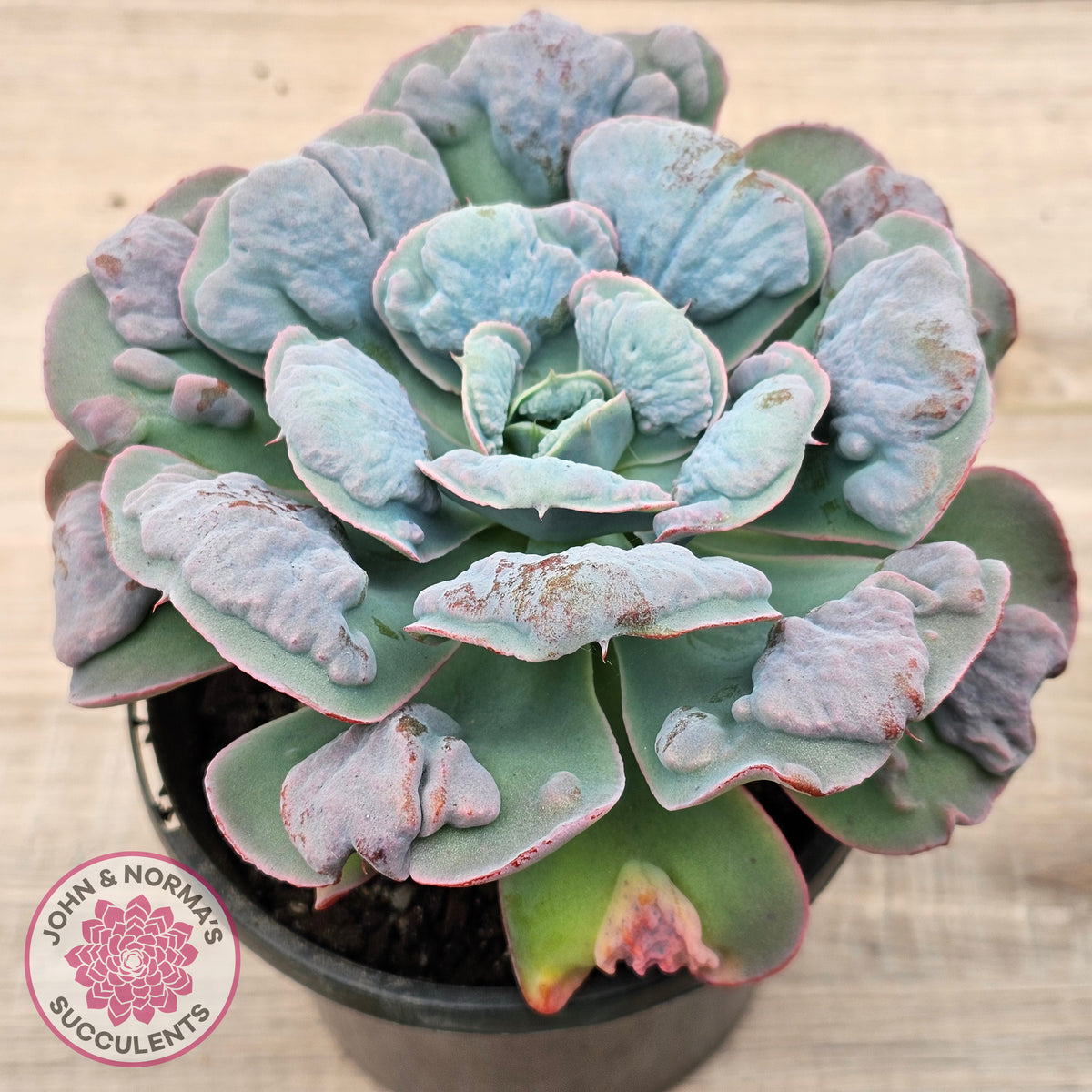 Echeveria 'Heart's Delight' (Same Plants)