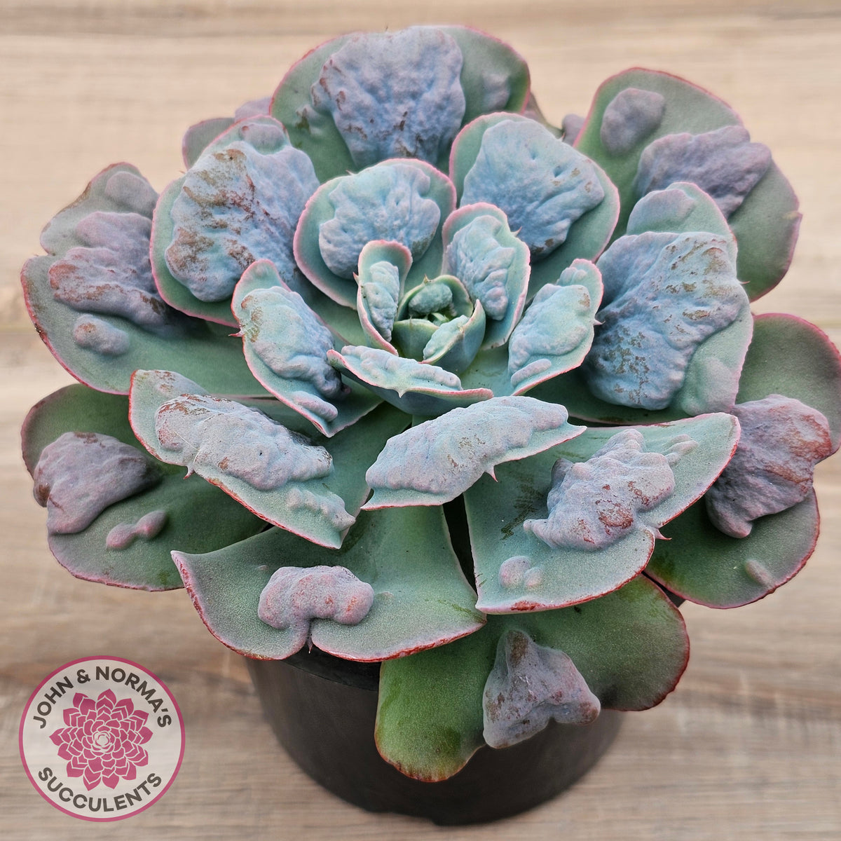 Echeveria 'Heart's Delight' (Same Plants)