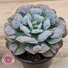 Echeveria 'Heart's Delight' (Same Plants)