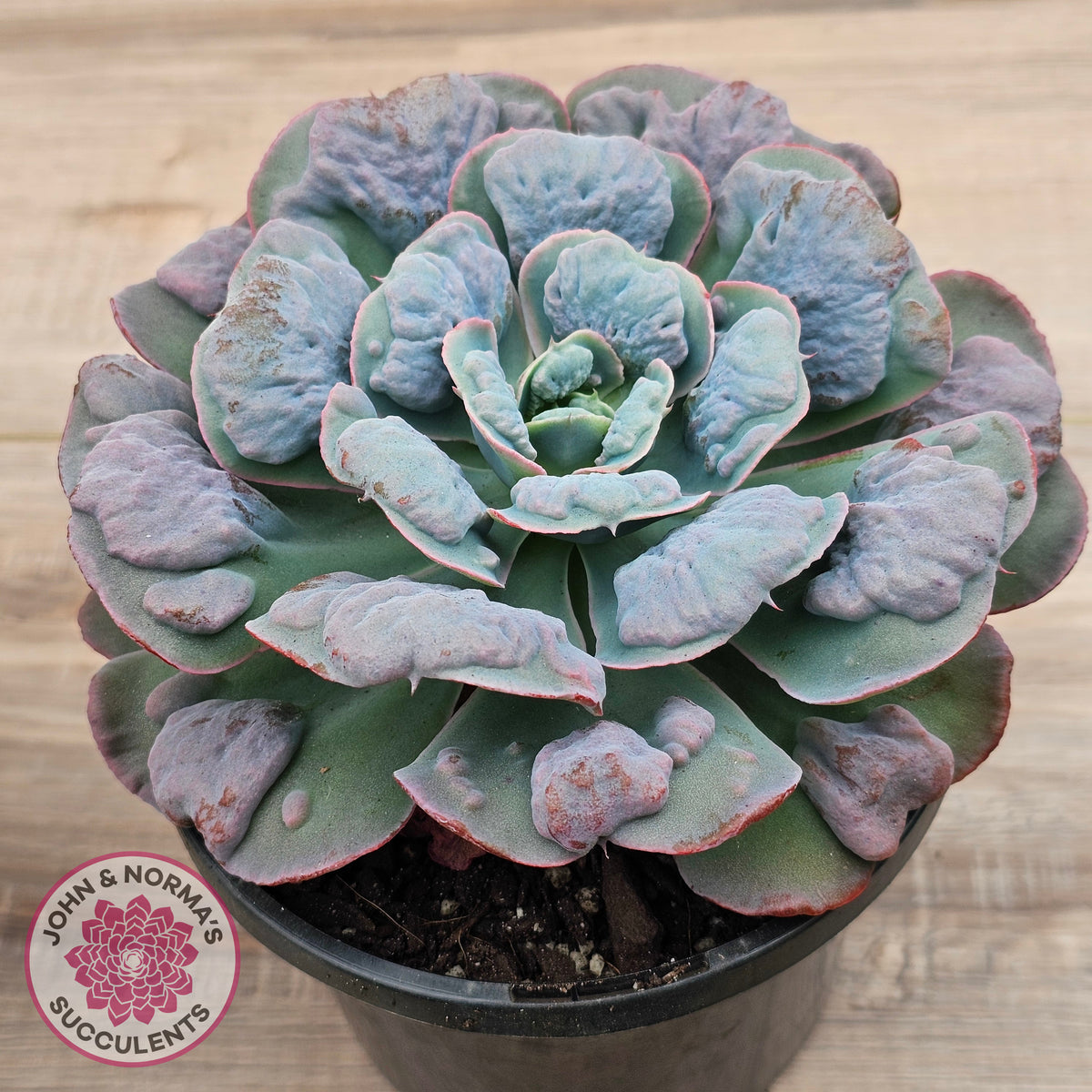 Echeveria 'Heart's Delight' (Same Plants)
