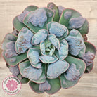 Echeveria 'Heart's Delight' (Same Plants)