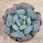 Echeveria 'Heart's Delight' (Same Plants)