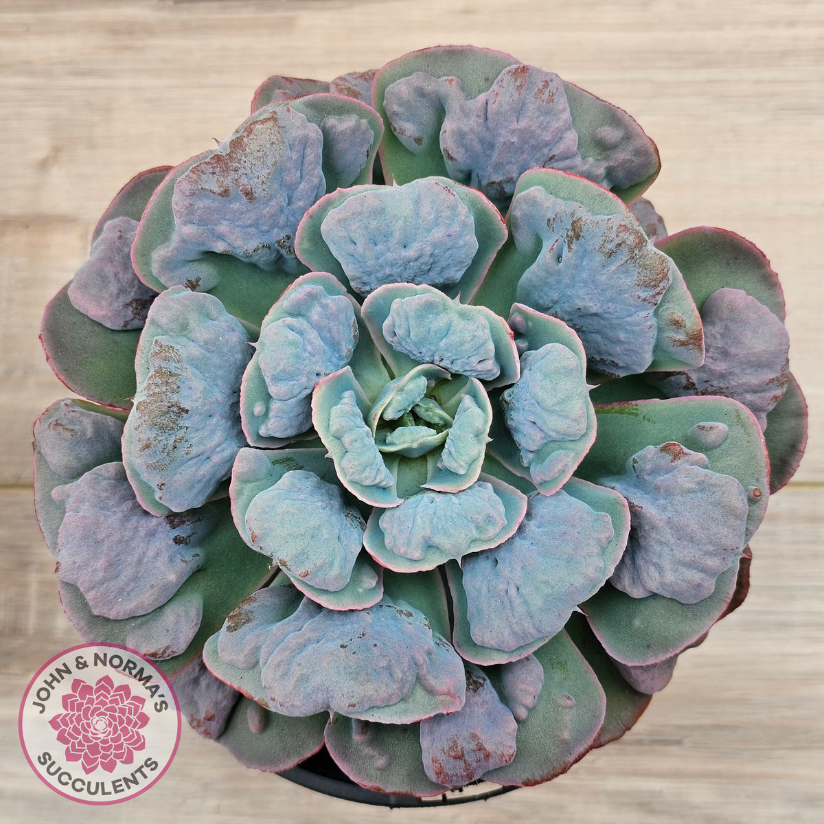 Echeveria 'Heart's Delight' (Same Plants)