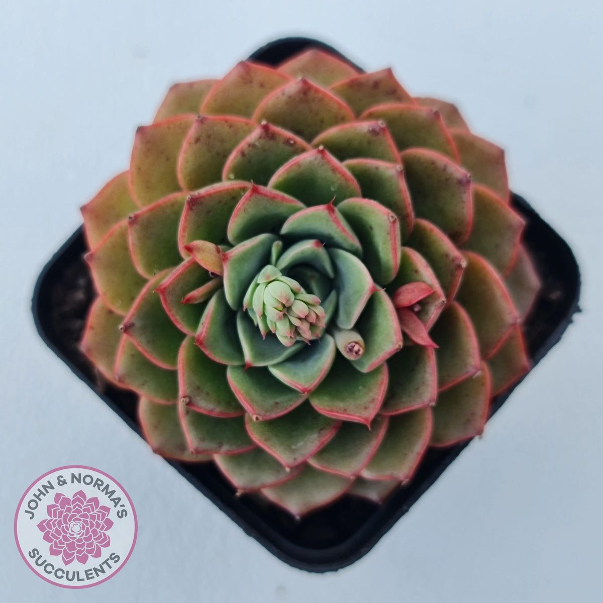 Echeveria 'Hepburn'