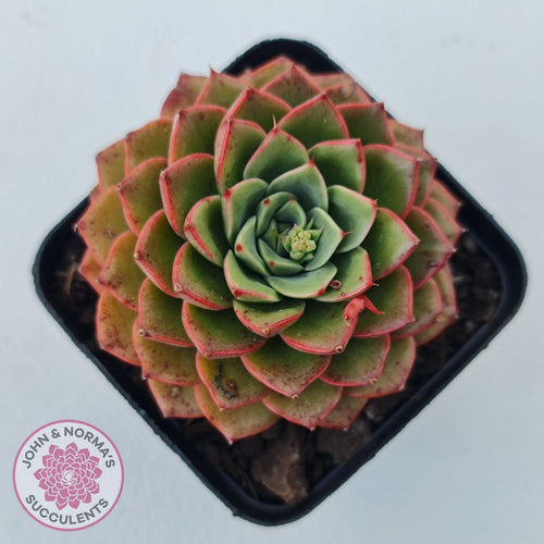 Echeveria 'Hepburn' - John & Norma's Succulents Australia