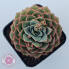 Echeveria 'Hepburn'