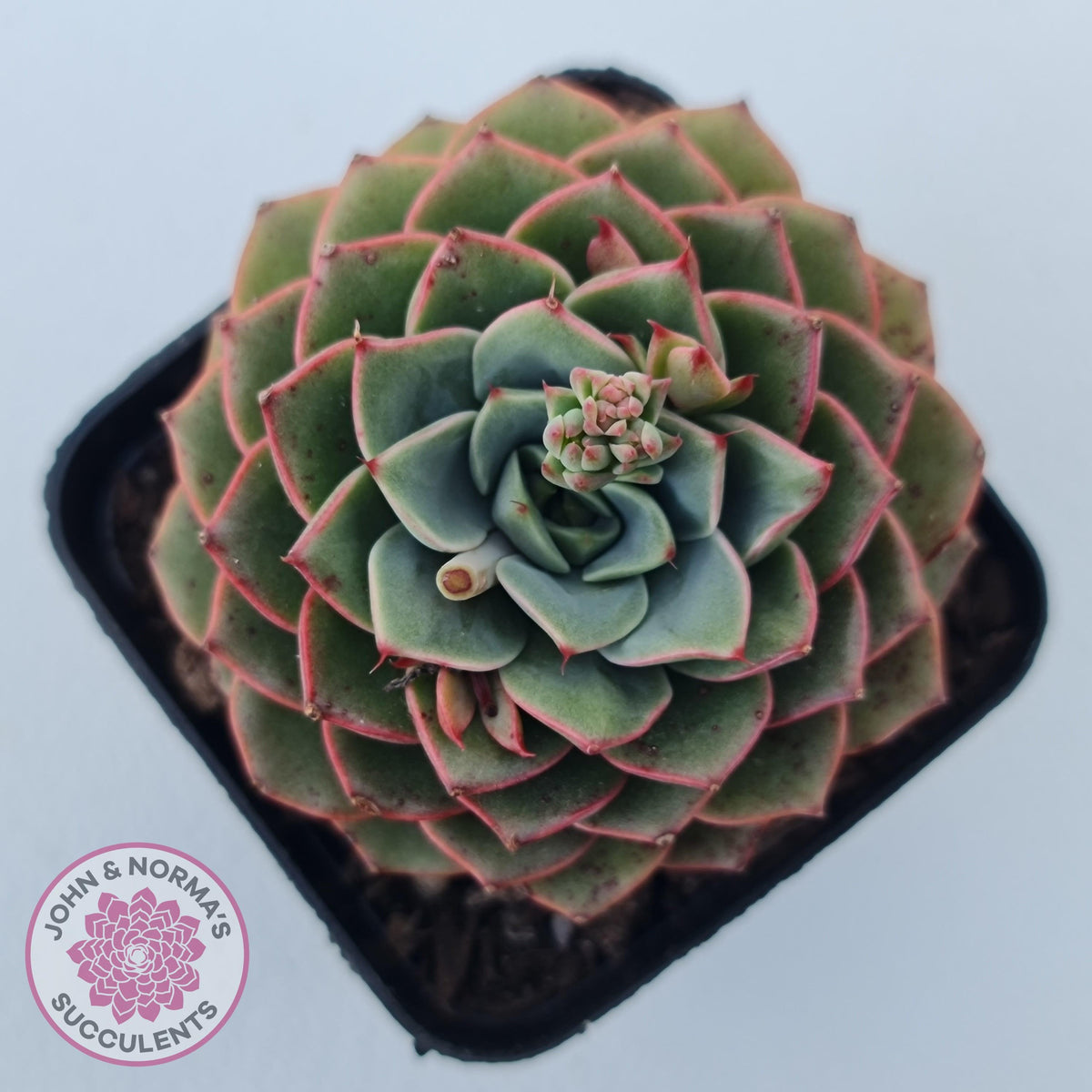 Echeveria 'Hepburn'