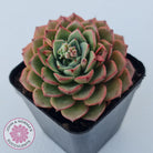 Echeveria 'Hepburn'