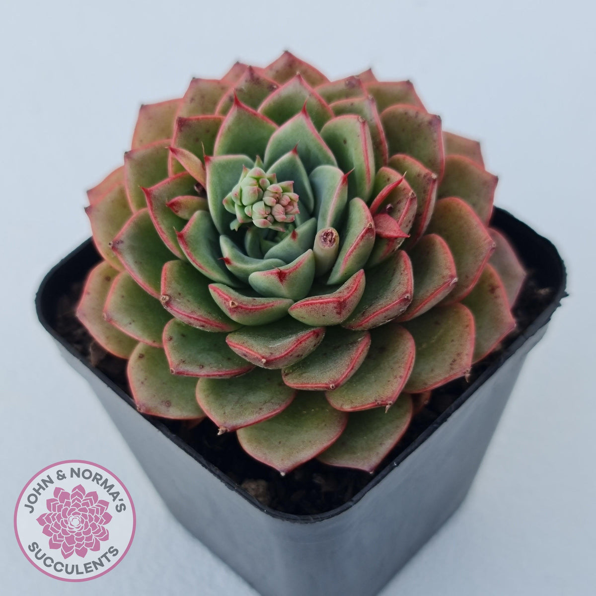 Echeveria 'Hepburn'