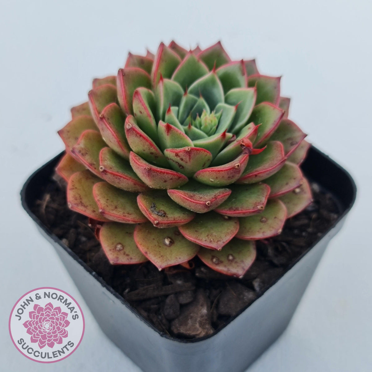 Echeveria 'Hepburn'