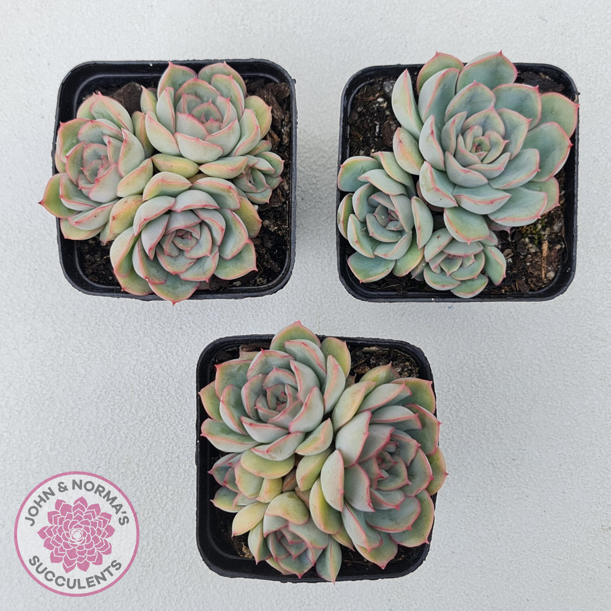 Echeveria Hercules
