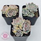 Echeveria Hercules