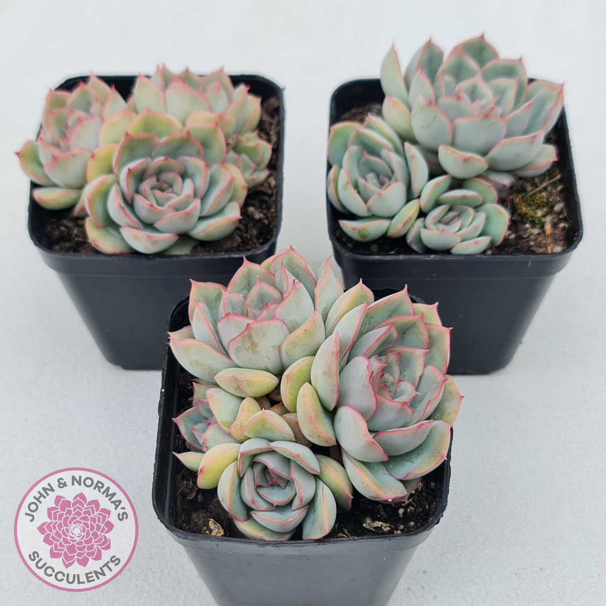 Echeveria Hercules