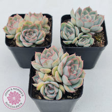 Load image into Gallery viewer, Echeveria Hercules
