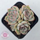 Echeveria Hercules