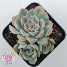 Load image into Gallery viewer, Echeveria Hercules
