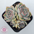 Echeveria Hercules
