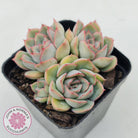 Echeveria Hercules