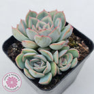 Echeveria Hercules