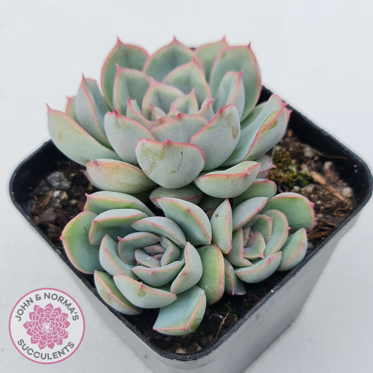 Echeveria Hercules
