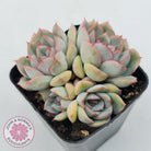 Echeveria Hercules