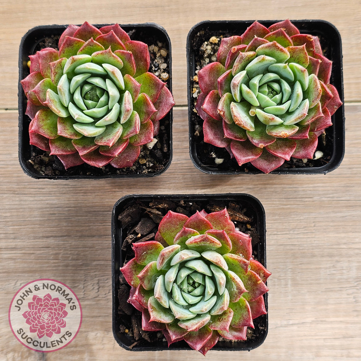 Echeveria Hermes