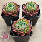Echeveria Hermes