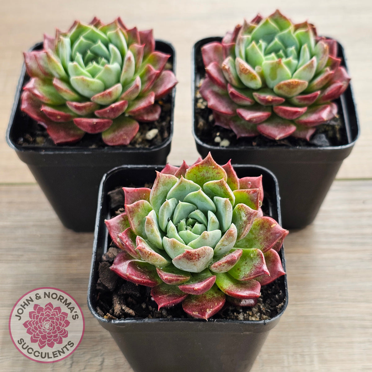 Echeveria Hermes
