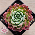 Echeveria Hermes