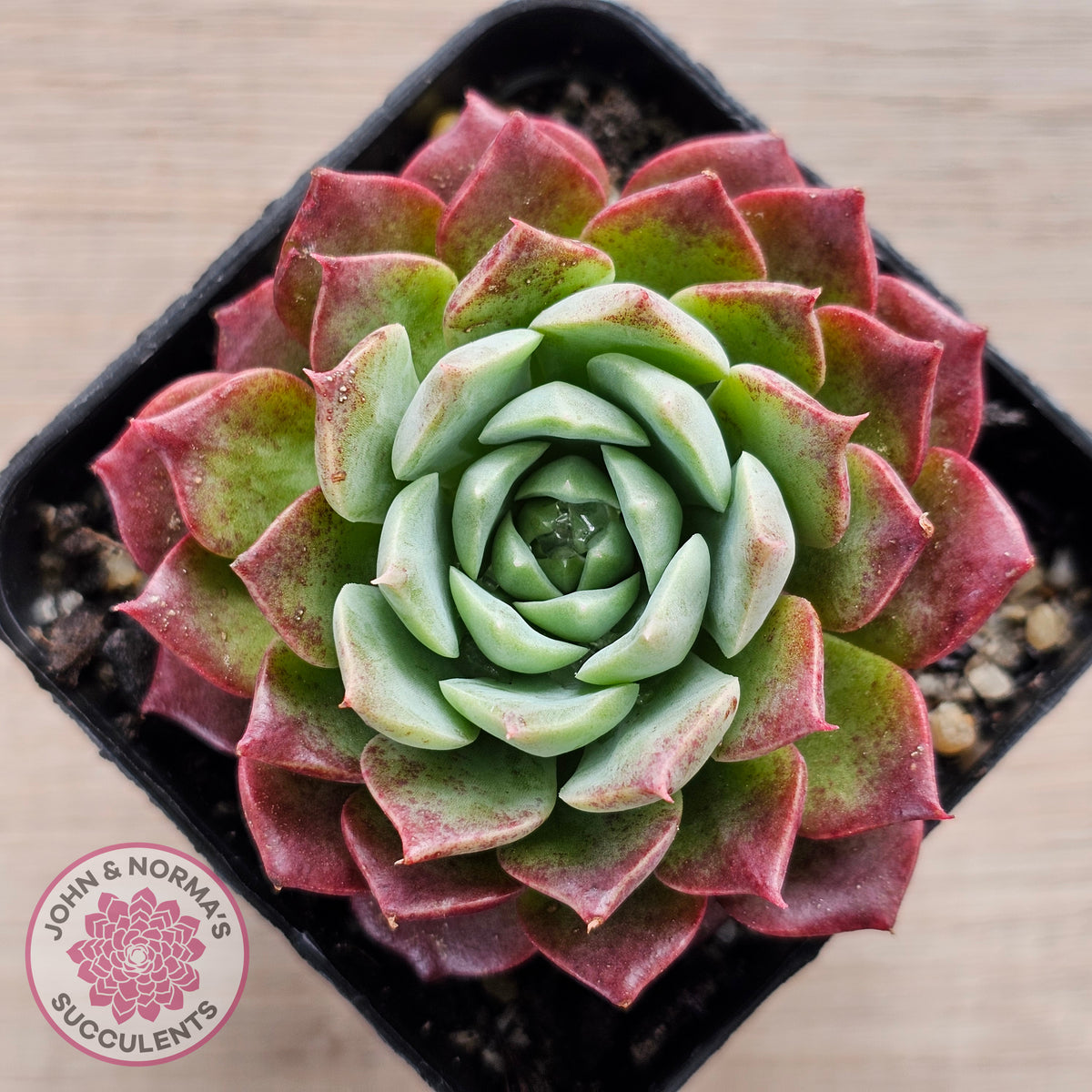 Echeveria Hermes